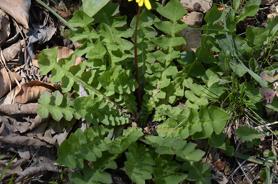 Aposeris foetida / Lattuga fetida